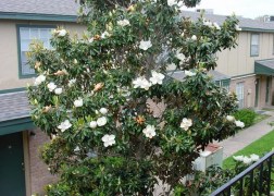 Magnolia grandiflora / Örökzöld Liliomfa